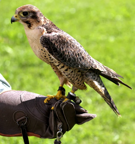 ワシの pr の鳥のデモンストレーションの間に、トレッスルの上に腰掛けてください。 — ストック写真