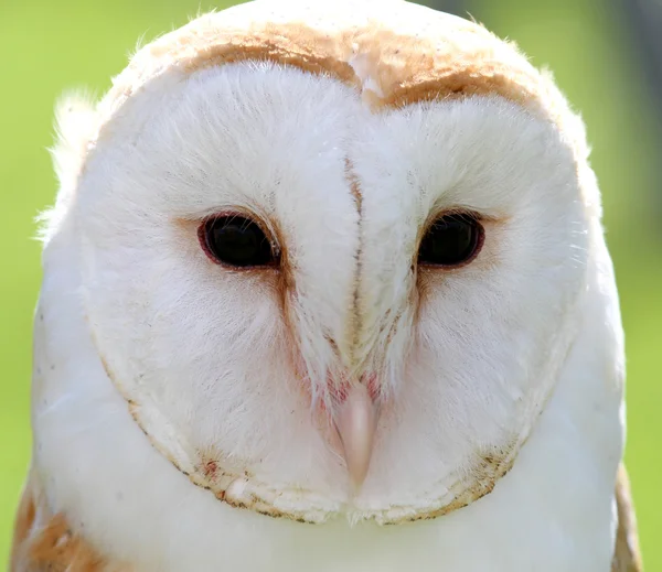 White barn owl with two dark eyes on backlight — Stock Photo, Image
