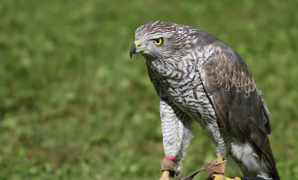 Peregrine falcon bir sehpa bir gösteri sırasında tünemiş. — Stok fotoğraf