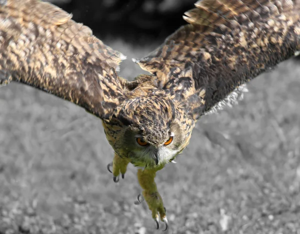 Occhi arancioni OWL mentre il volo con ali enormi — Foto Stock