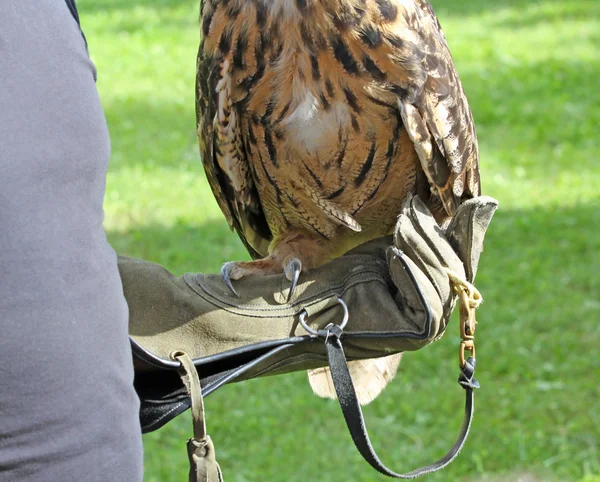 ワシの pr の鳥のデモンストレーションの間に、トレッスルの上に腰掛けてください。 — ストック写真