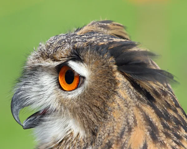 Große Eule mit riesigen orangefarbenen Augen und dem dicken Gefieder — Stockfoto