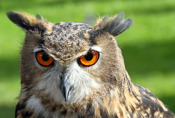 Mare față OWL cu ochi portocalii și o privire atentă — Fotografie, imagine de stoc