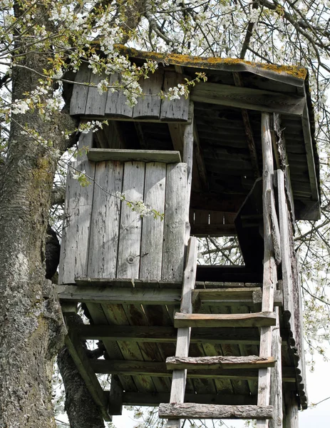 Jacht shack in de bergen gebouwd boven een boom — Stockfoto