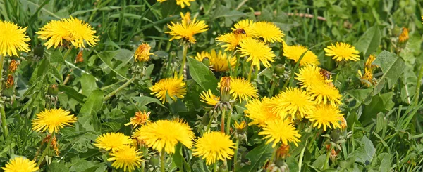 Dandelion flowers with some bees that suck the nectar — Stock Photo, Image
