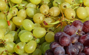 üzüm sonbaharda büyük küme