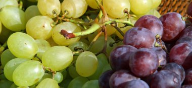 kırsal kesimde Olgun üzüm kümeleri