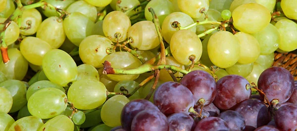 White and red grapes in wicker basket in the autumn after the ha — Stock Photo, Image