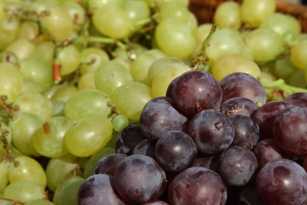 Grandi grappoli di uve mature dopo la vendemmia — Foto Stock