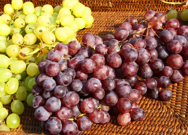 Clusters of mature grapes after the harvest in the countryside — Stock Photo, Image