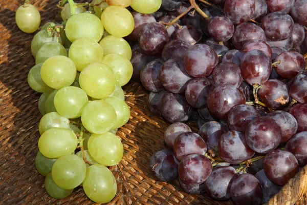 Uvas después de la vendimia en bodega — Foto de Stock
