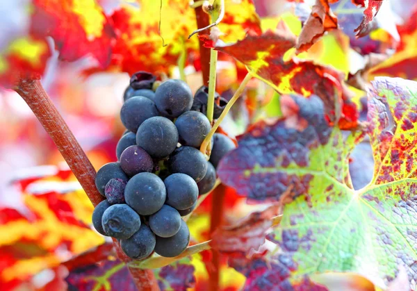 Racimo de uvas maduras en el viñedo en otoño — Foto de Stock