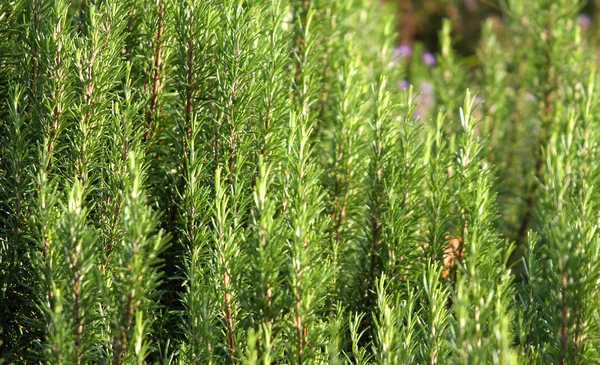 Great fragrant shrubs Rosemary in southern Italy — Stock Photo, Image