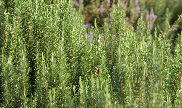 Arbustos fragrantes verdes Rosemary no sul da Itália — Fotografia de Stock