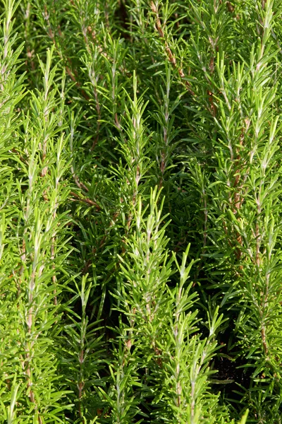 Groene rozemarijn in Zuid-Italië — Stockfoto