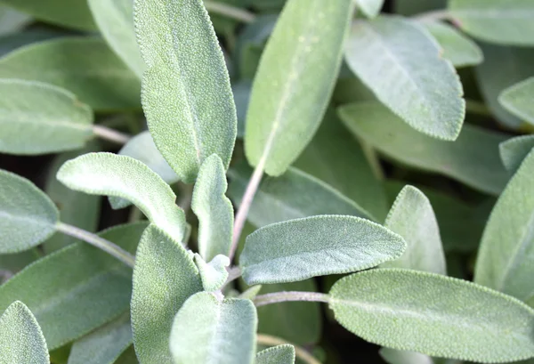 Hintergrund grüner Salbeiblätter im Garten — Stockfoto