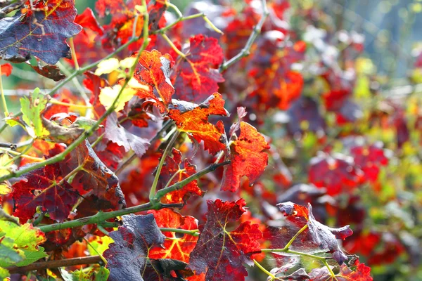 Background of red leaves of a vineyard in autumn — Stock Photo, Image