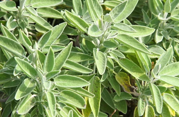 Groene Salie bladeren te bereiden de gebraden — Stockfoto