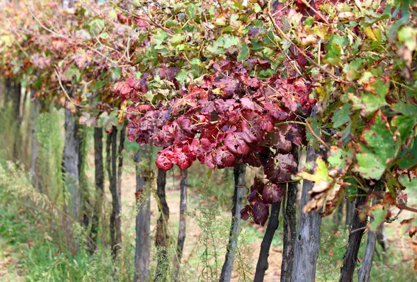 Detail of vineyards in the countryside with the leaves in autumn — Stock Photo, Image