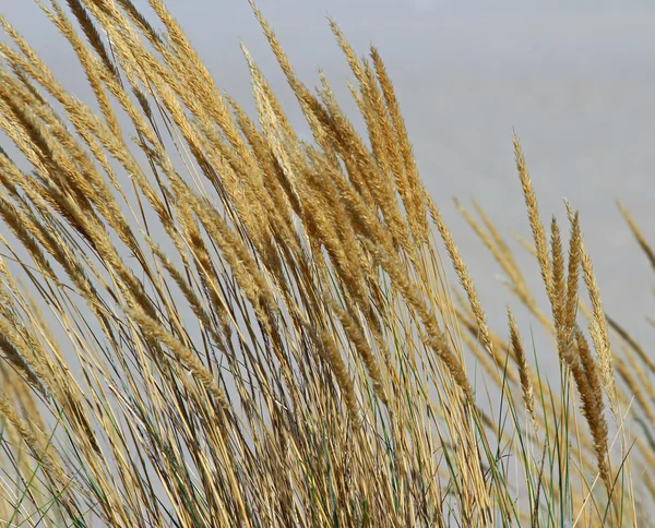 Big golden ears of wheat in the middle of the field — Stock Photo, Image