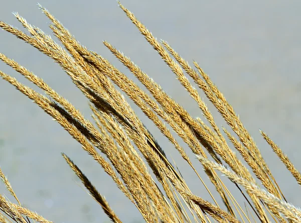 Modne, store, gylne ører av hvete midt på marken – stockfoto