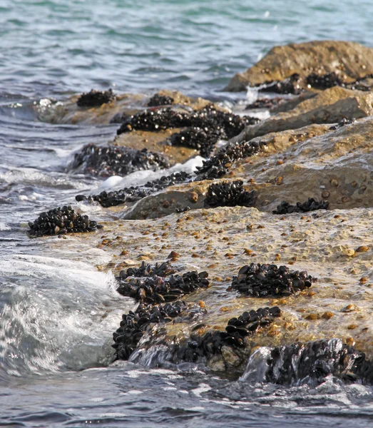 Gruppen von Weichtieren und Muscheln auf den Felsen am Meer — Stockfoto