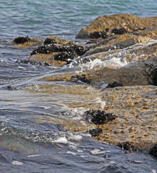 Κοχύλια και μύδια στα βράχια δίπλα στη θάλασσα — Φωτογραφία Αρχείου