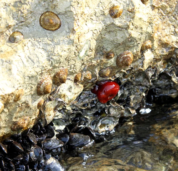 Felsen des Meeres mit einer roten Seetomate — Stockfoto