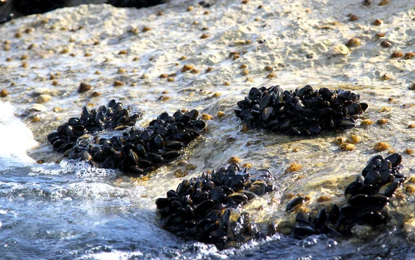 Groupes de mollusques et de moules sur les rochers au bord de la mer — Photo