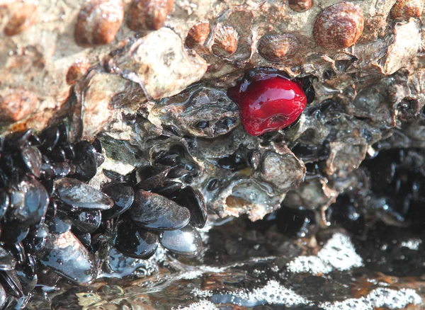 Klipporna vid havet med en röda havet tomat och musslor — Stockfoto