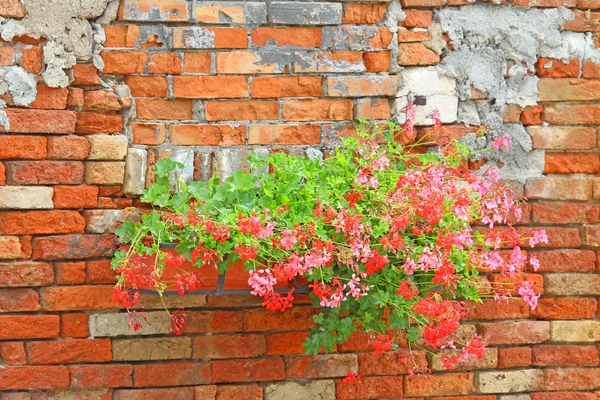 Sardunyalar kırsal evdeki kap çiçekli balkonlar — Stok fotoğraf