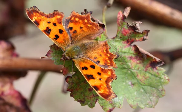 Papillon orange avec des taches brunes — Photo