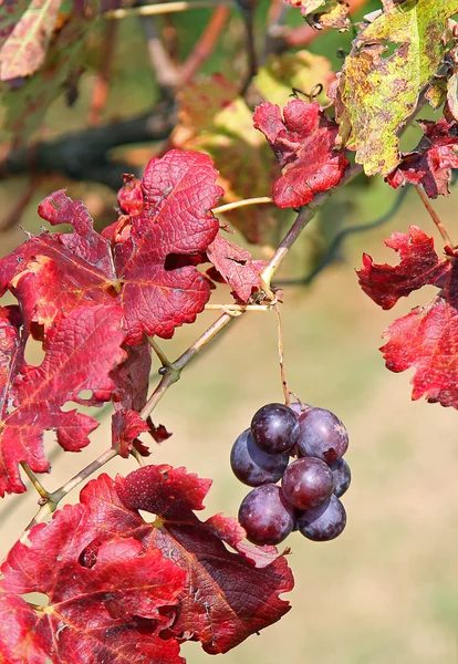 Uvas negras en el viñedo en otoño — Foto de Stock