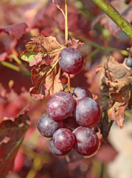 Racimo de uvas negras en el viñedo en otoño — Foto de Stock