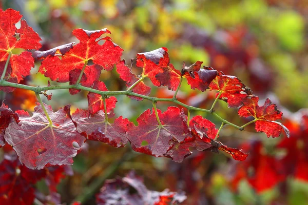 Vine leaves in the italian vineyard in autumn — Stock Photo, Image