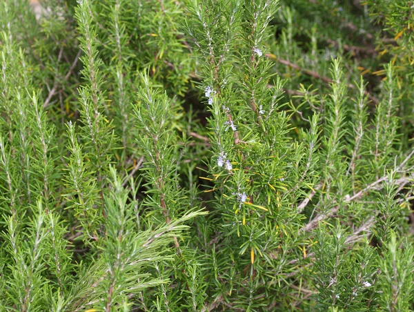 Bush verde de Rosemary — Fotografia de Stock