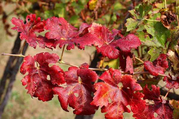 Hojas de vid roja en el viñedo en otoño — Foto de Stock