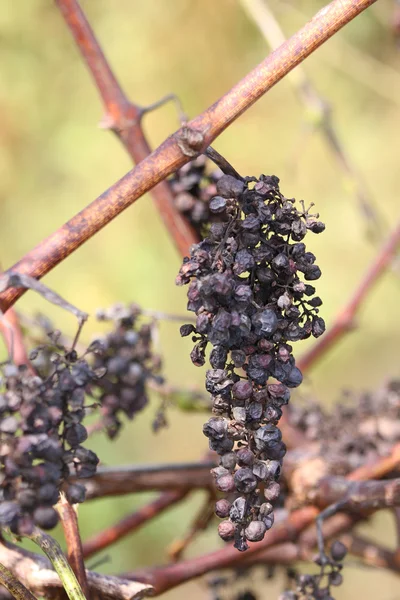 Grappe de raisins secs suspendus sur la branche — Photo