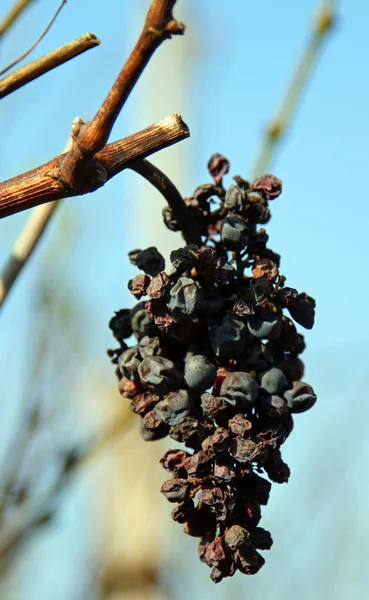 Кластер изюма сухой висит на ветке виноградника — стоковое фото