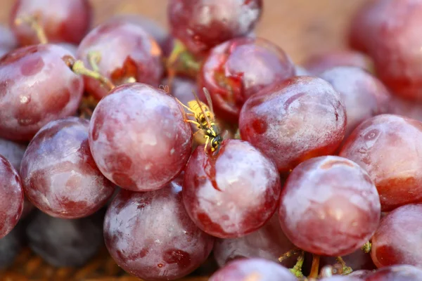 Avispa mientras chupo el jugo de una uva Berry — Foto de Stock