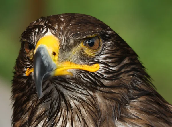 Großer Adler mit Hakenschnabel — Stockfoto