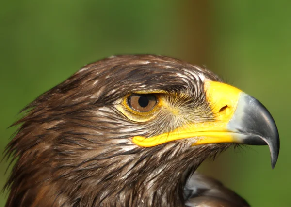 Adler mit gelbem Schnabel und wachem Auge — Stockfoto