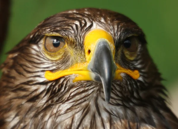 Aigle avec bec crochu jaune et œil vigilant — Photo