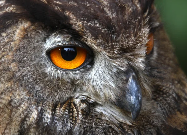 Yeux jaunes d'un OWL la nuit chasse — Photo