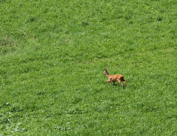 Ciervos jóvenes corren libres en el prado verde de montaña —  Fotos de Stock