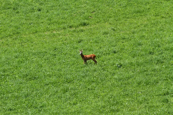 Ciervos jóvenes corren libres en el prado verde de montaña —  Fotos de Stock