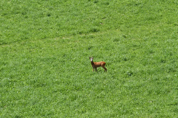 鹿奔跑自由在山绿色草甸 — 图库照片