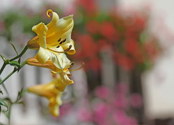 Большой желтый горный цветок лилии на фоне другого гриппа — стоковое фото