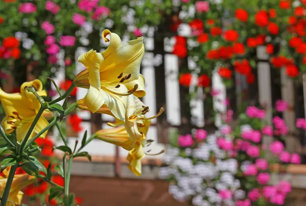 Желтый горный цветок лилии на фоне других цветов — стоковое фото