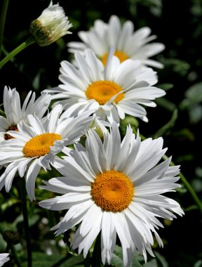 large white flower daisies with pure white petals clipart